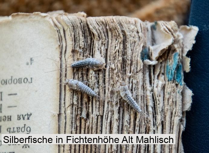 Silberfische in Fichtenhöhe Alt Mahlisch